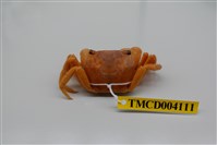 藏品(紅螯螳臂蟹)的圖片